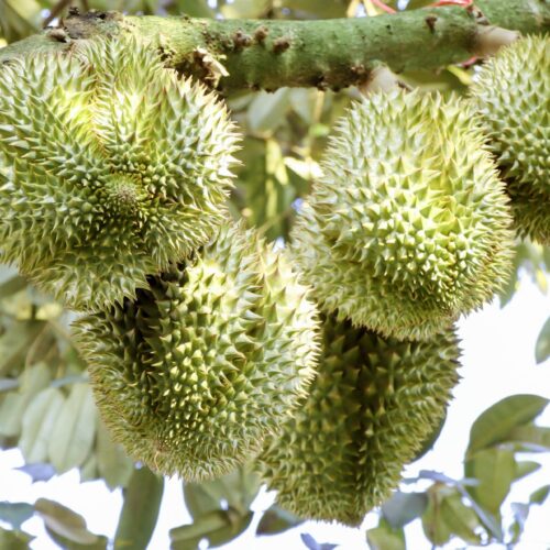 Vietnamese durian