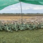 grass duck meat - Tradedubai.ae Wholesale B2B Market grass duck meat - Tradedubai.ae Wholesale B2B Market