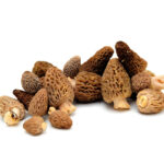 morchella-mushroomsjpg - Tradedubai.ae Wholesale B2B Market - Tradedubai.ae Wholesale B2B Market